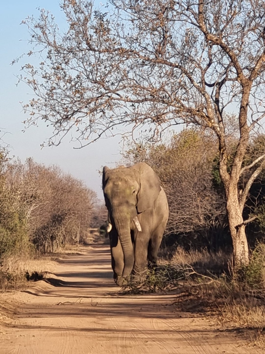2 Bedroom Property for Sale in Dinokeng Game Reserve Gauteng