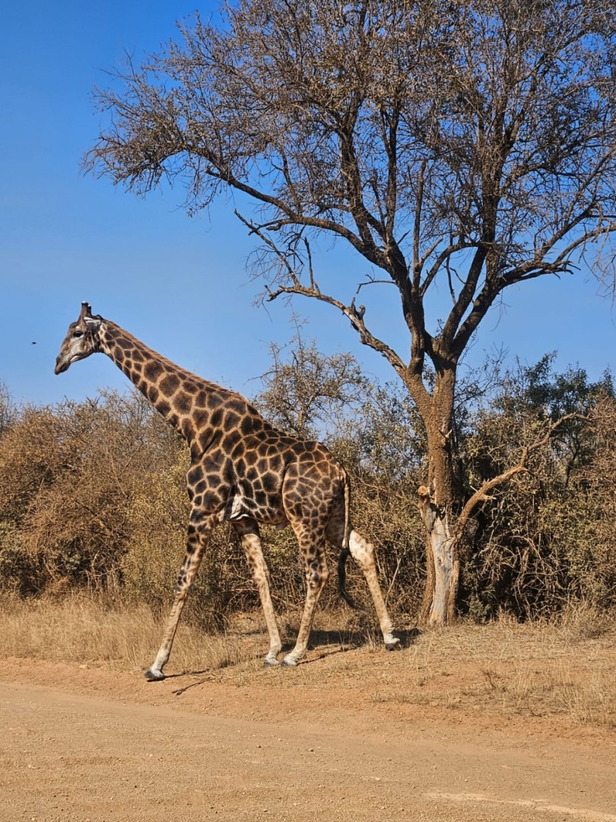 2 Bedroom Property for Sale in Dinokeng Game Reserve Gauteng