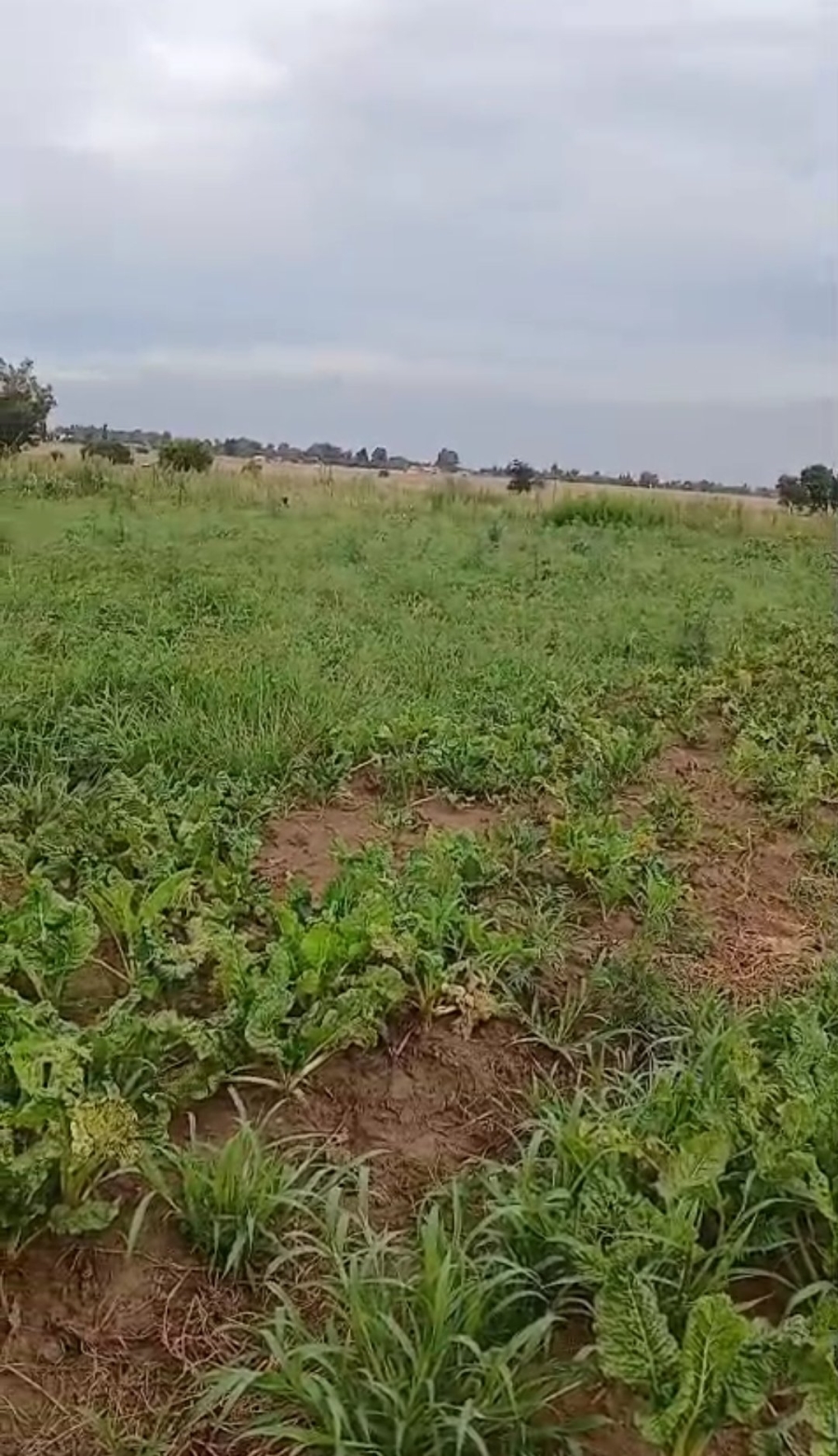 Commercial Property for Sale in Homestead Apple Orchards Gauteng