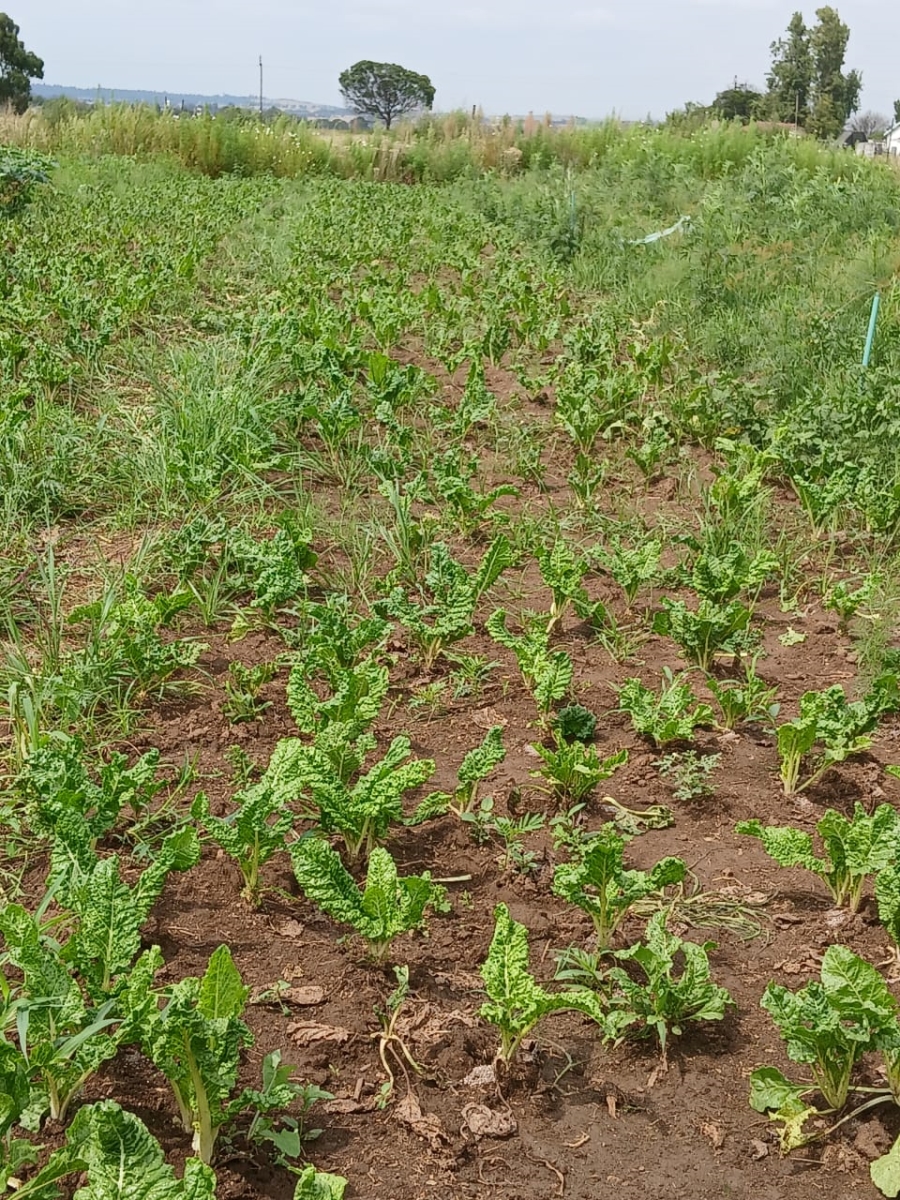 Commercial Property for Sale in Homestead Apple Orchards Gauteng