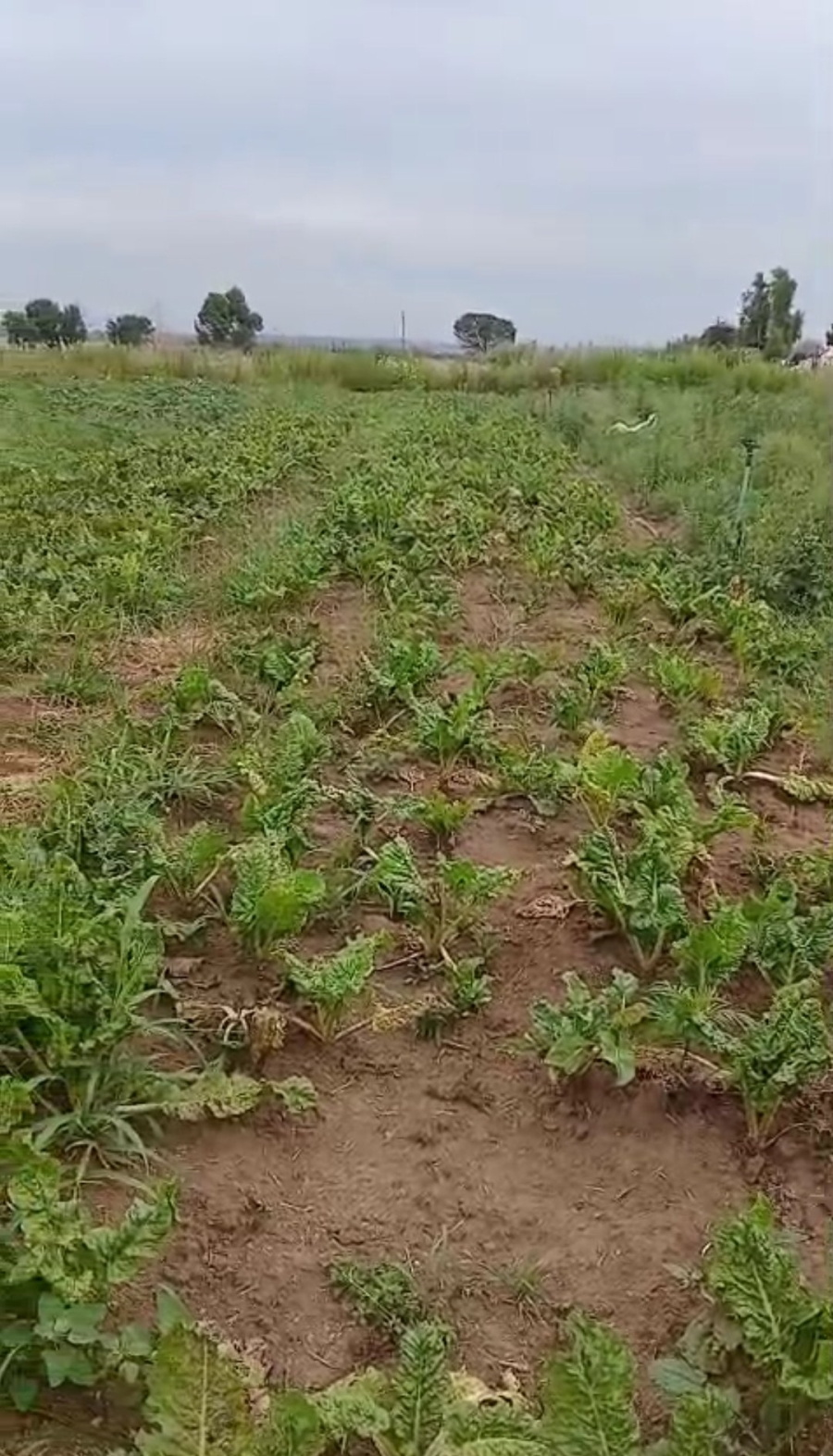 Commercial Property for Sale in Homestead Apple Orchards Gauteng