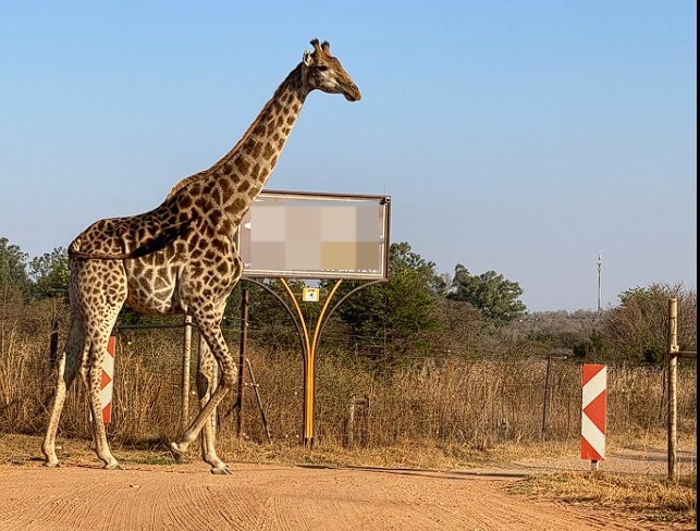 Commercial Property for Sale in Dinokeng Game Reserve Gauteng