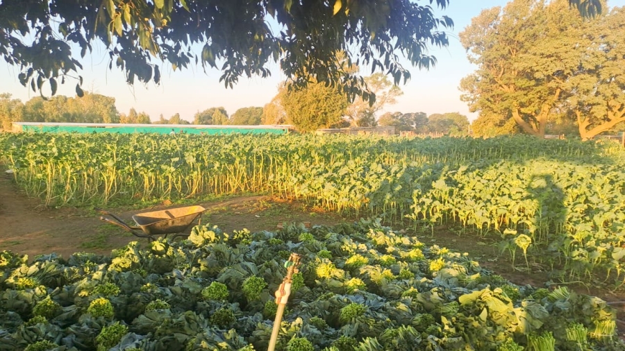 Commercial Property for Sale in Randfontein Rural Gauteng