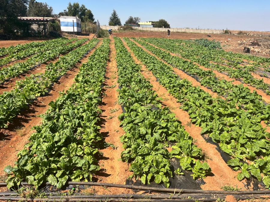 Commercial Property for Sale in Walker Fruit Farms Gauteng