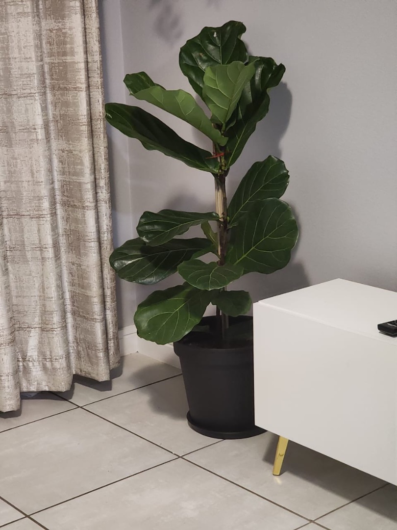 1 Bedroom Property for Sale in Willow Park Manor Gauteng