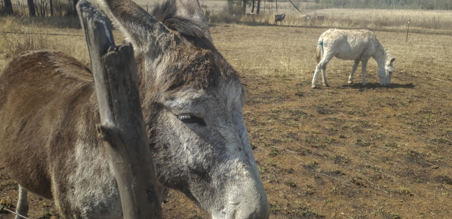 3 Bedroom Property for Sale in Pretoria North Gauteng