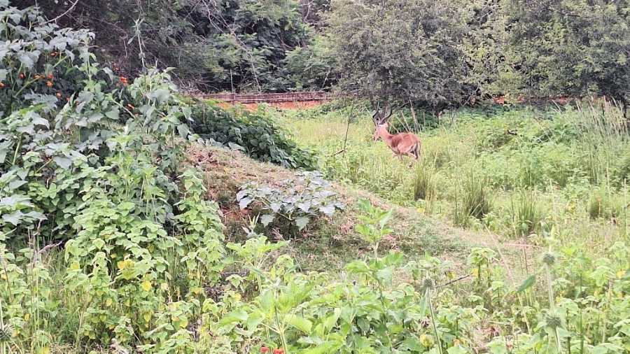 4 Bedroom Property for Sale in Montana Park Gauteng