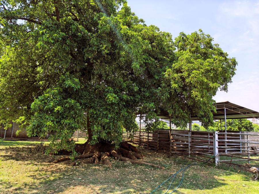 7 Bedroom Property for Sale in Bashewa A H Gauteng