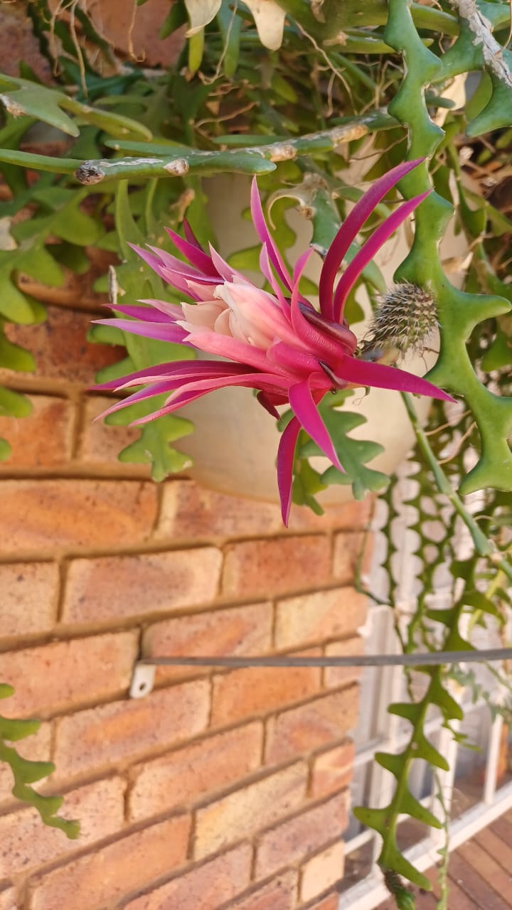 4 Bedroom Property for Sale in Amandasig Gauteng