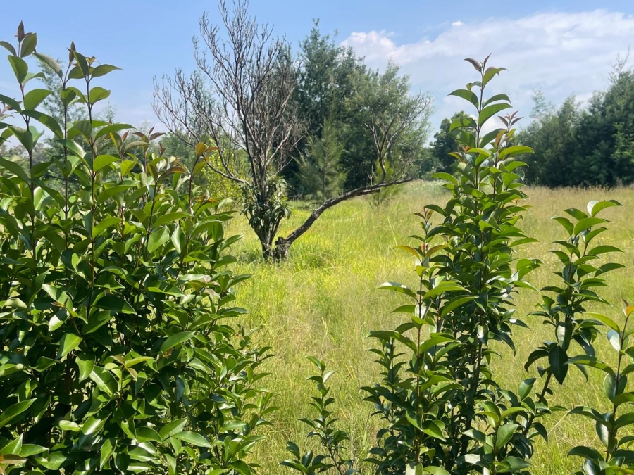 5 Bedroom Property for Sale in Homestead Apple Orchards Gauteng