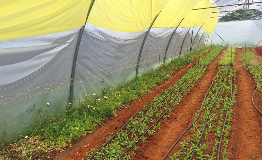 4 Bedroom Property for Sale in Mullerstuine Gauteng