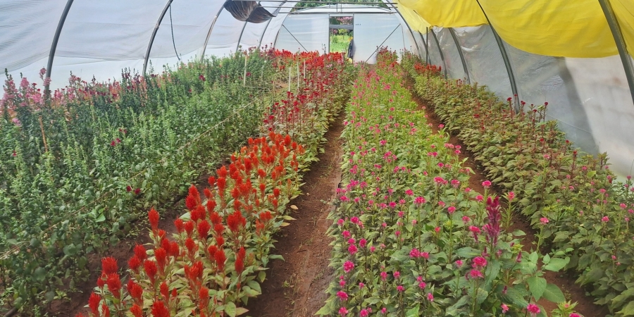 4 Bedroom Property for Sale in Mullerstuine Gauteng