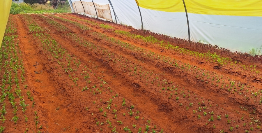 4 Bedroom Property for Sale in Mullerstuine Gauteng