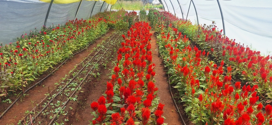 4 Bedroom Property for Sale in Mullerstuine Gauteng