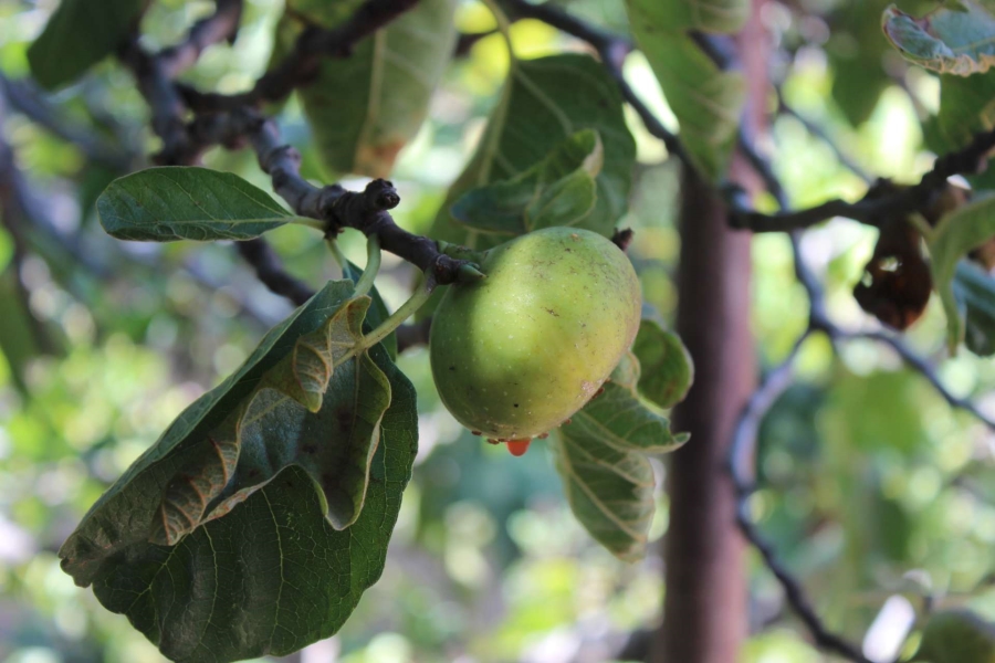 3 Bedroom Property for Sale in Kameeldrift West Gauteng