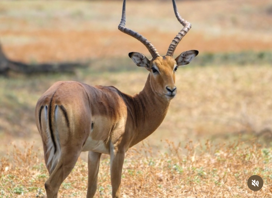 3 Bedroom Property for Sale in Buffelsdrift A H Gauteng