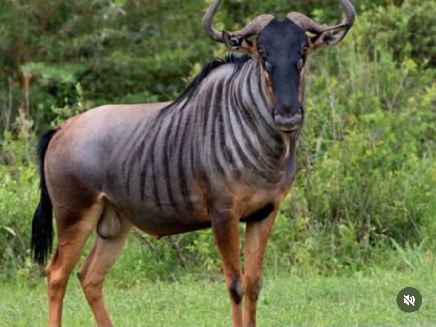 3 Bedroom Property for Sale in Buffelsdrift A H Gauteng