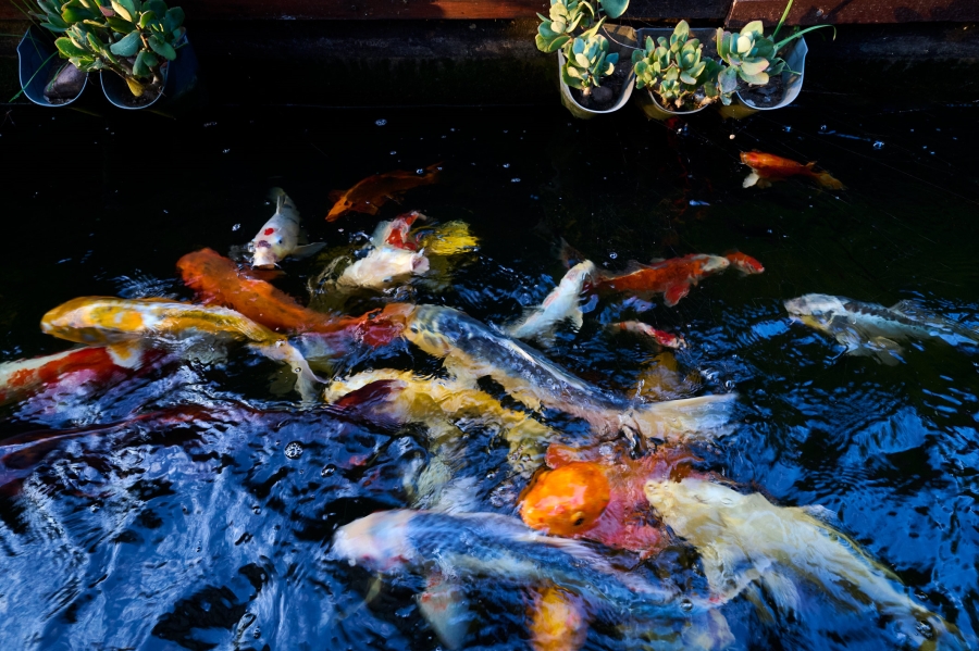 4 Bedroom Property for Sale in Waterfall Country Village Gauteng