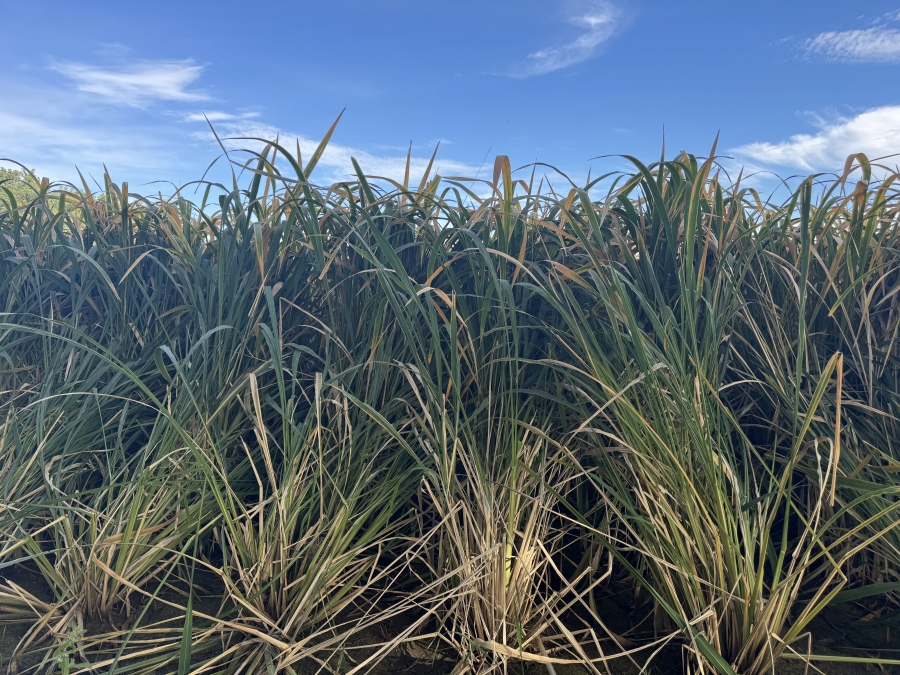 0 Bedroom Property for Sale in Kameelfontein Gauteng