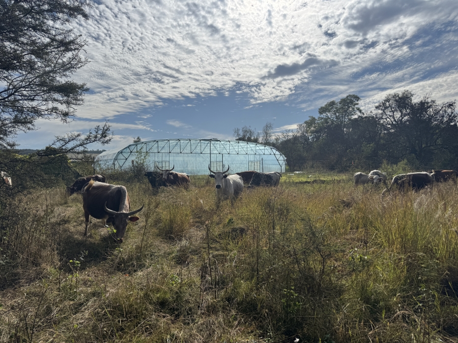 0 Bedroom Property for Sale in Kameelfontein Gauteng