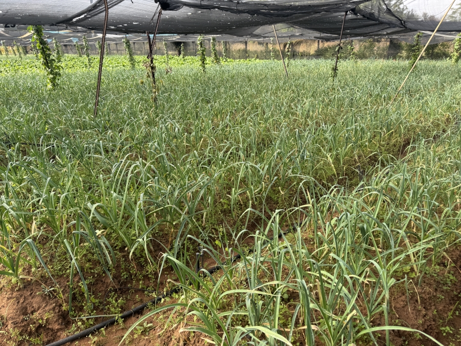 0 Bedroom Property for Sale in Kameelfontein Gauteng