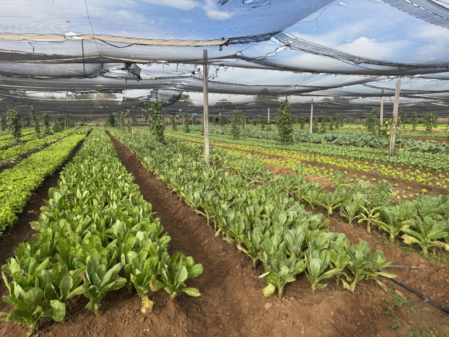 0 Bedroom Property for Sale in Kameelfontein Gauteng