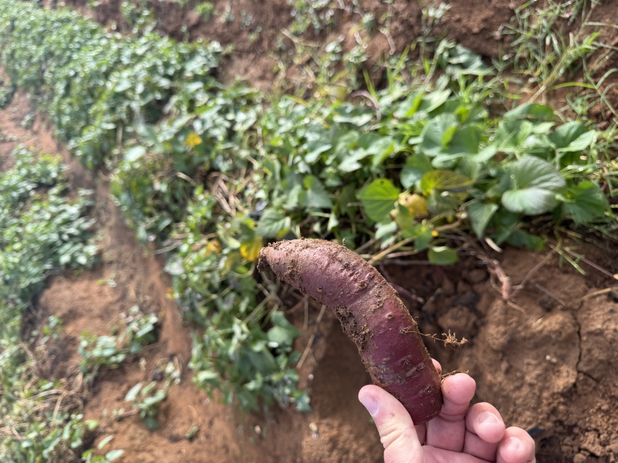 0 Bedroom Property for Sale in Kameelfontein Gauteng