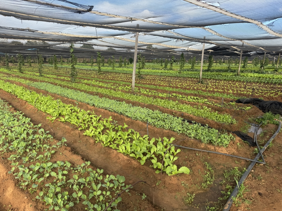 0 Bedroom Property for Sale in Kameelfontein Gauteng