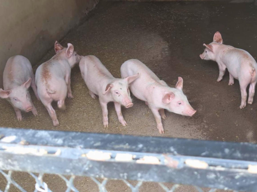 3 Bedroom Property for Sale in Lusthof Gauteng