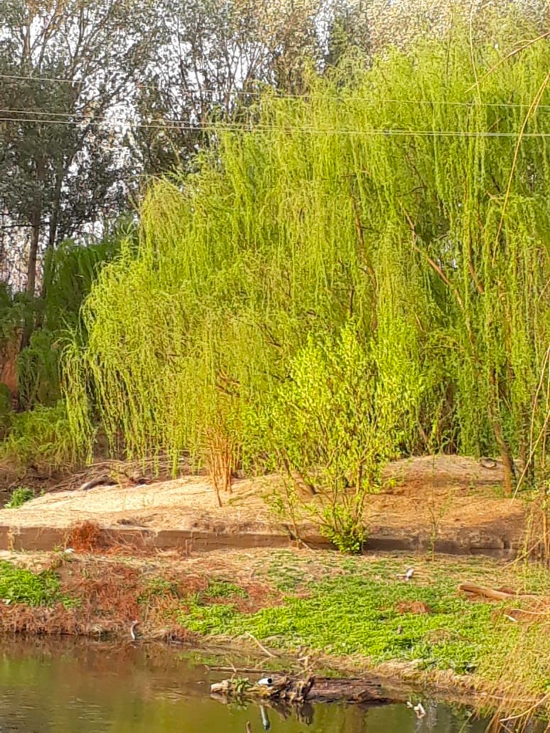 4 Bedroom Property for Sale in Sherman Park Gauteng