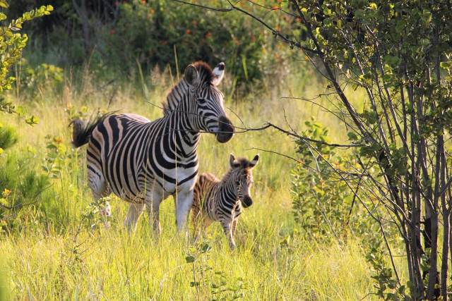 0 Bedroom Property for Sale in Roodepark Eco Estate Gauteng