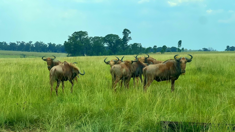 4 Bedroom Property for Sale in Walker Fruit Farms Gauteng