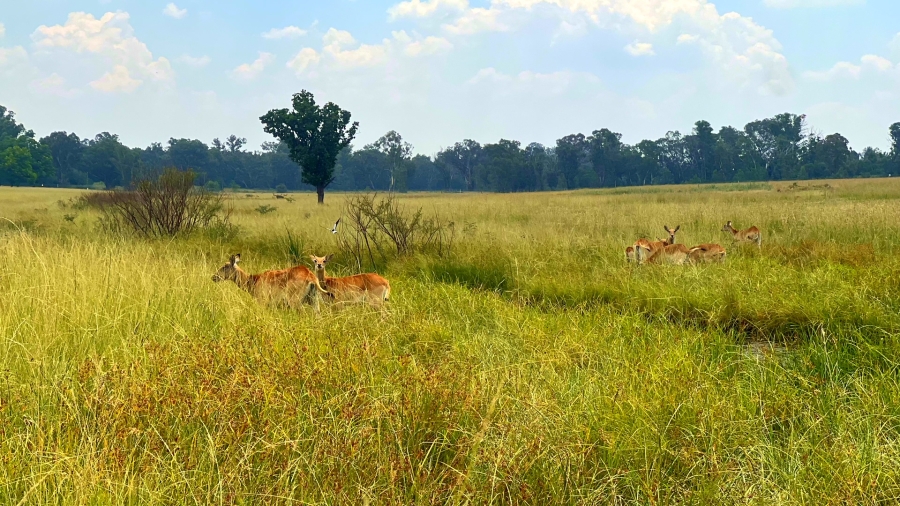 4 Bedroom Property for Sale in Walker Fruit Farms Gauteng