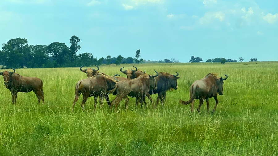 4 Bedroom Property for Sale in Walker Fruit Farms Gauteng