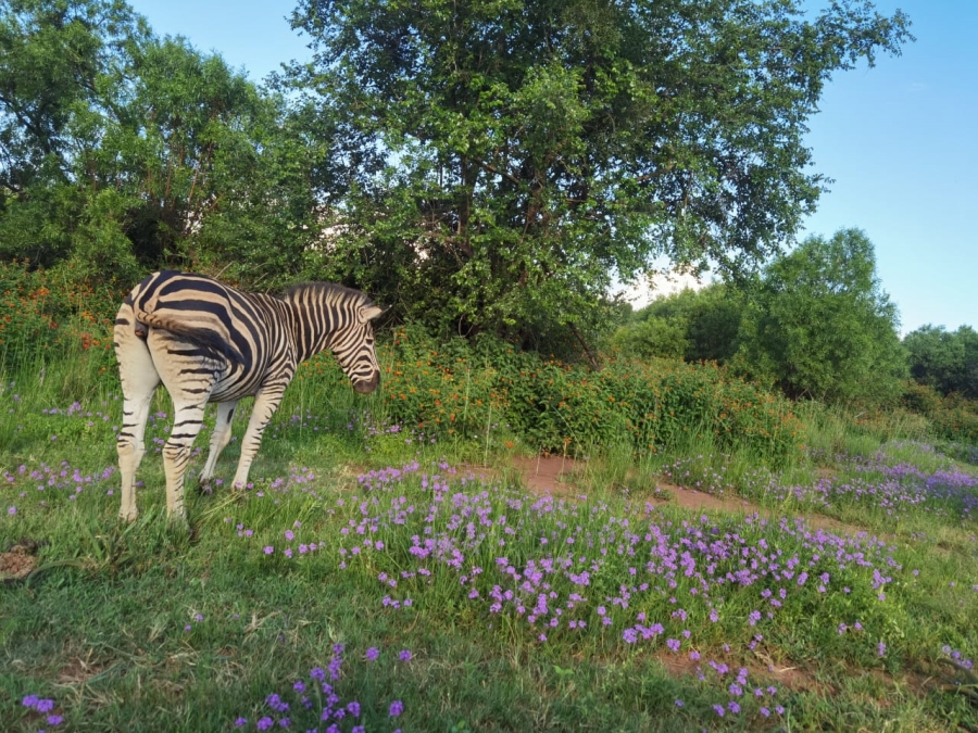 3 Bedroom Property for Sale in Roodepark Eco Estate Gauteng