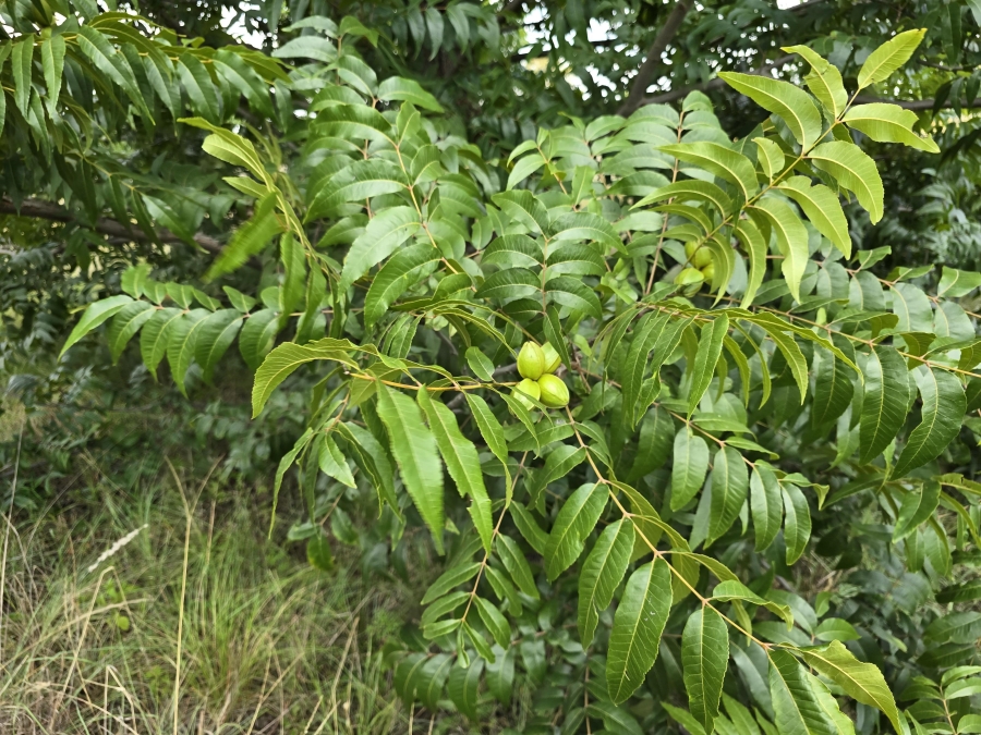 0 Bedroom Property for Sale in Valtaki Gauteng