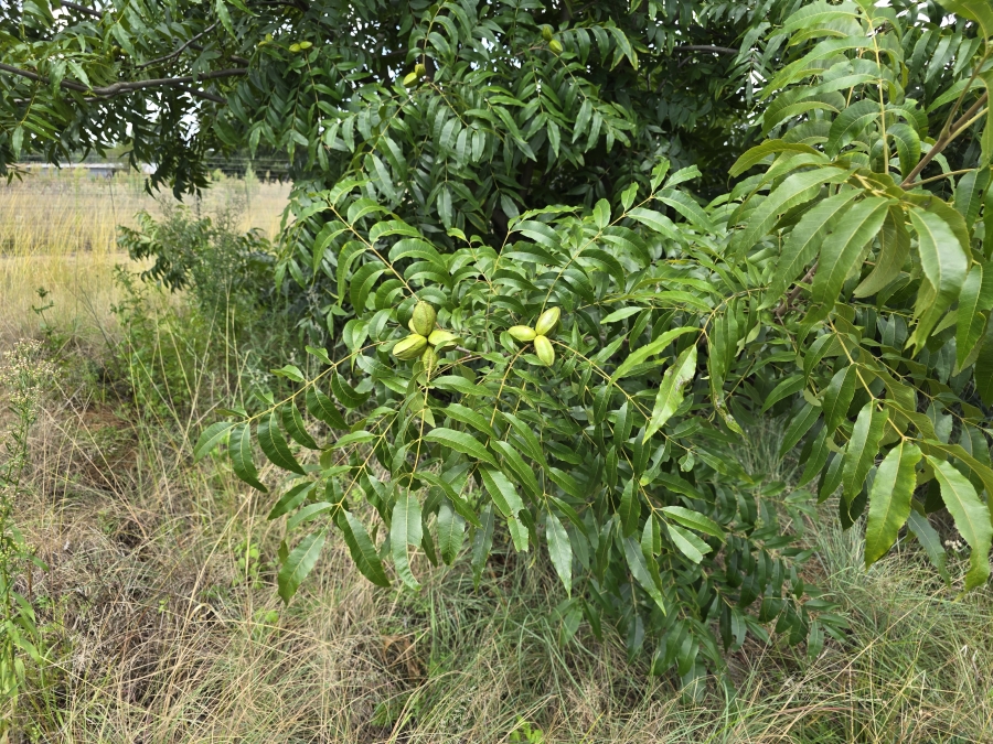 0 Bedroom Property for Sale in Valtaki Gauteng