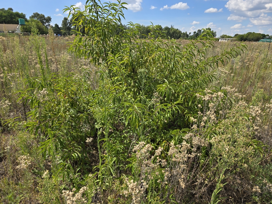 0 Bedroom Property for Sale in Valtaki Gauteng