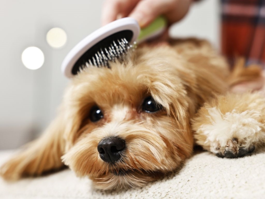 Commercial Property for Sale in Silverton Gauteng