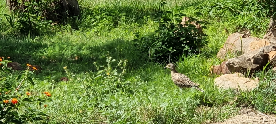 0 Bedroom Property for Sale in Roodepark Eco Estate Gauteng