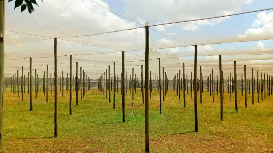 4 Bedroom Property for Sale in Glen Donald A H Gauteng