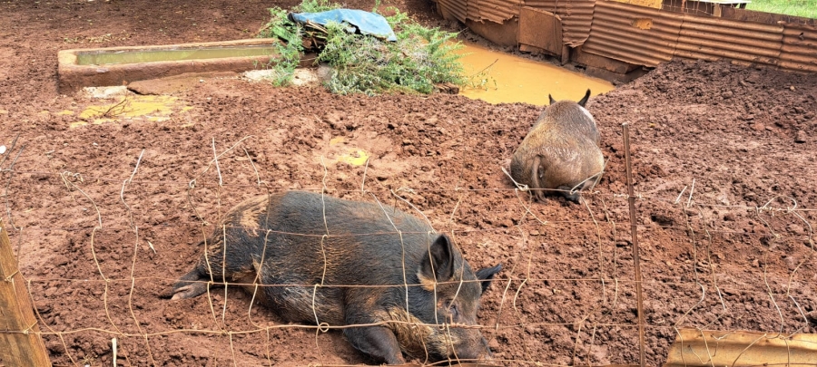 3 Bedroom Property for Sale in Haakdoornboom Gauteng