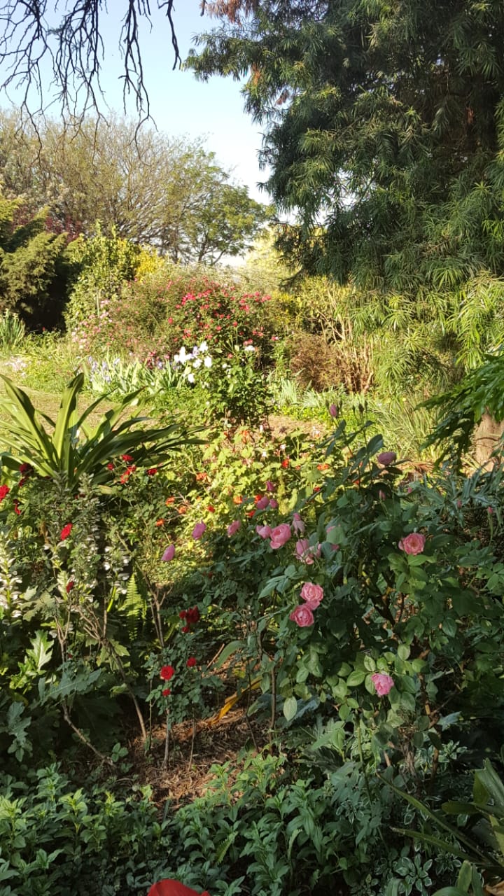 Commercial Property for Sale in Knoppieslaagte Gauteng