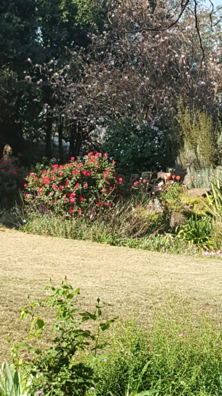 Commercial Property for Sale in Knoppieslaagte Gauteng