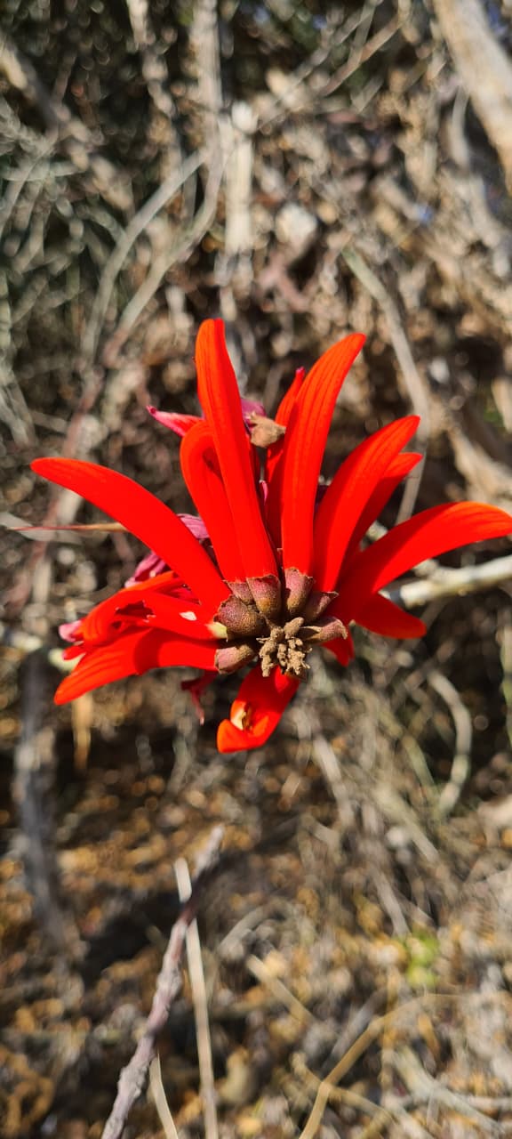 0 Bedroom Property for Sale in Villieria Gauteng