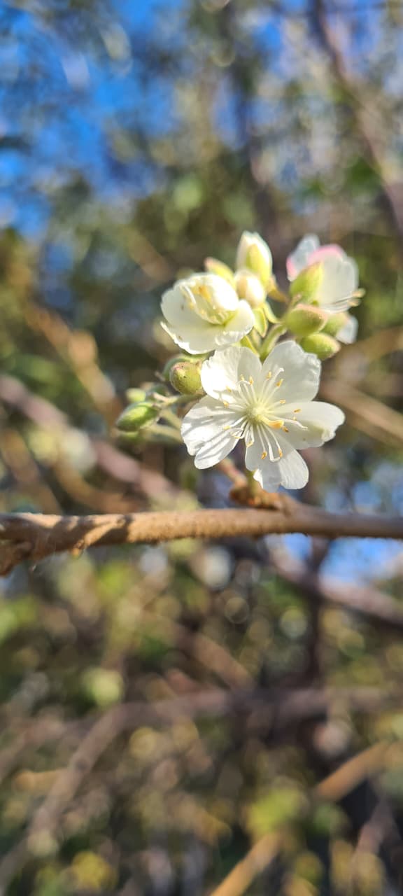 0 Bedroom Property for Sale in Villieria Gauteng