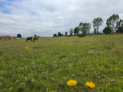 4 Bedroom Property for Sale in Tedderfield A H Gauteng