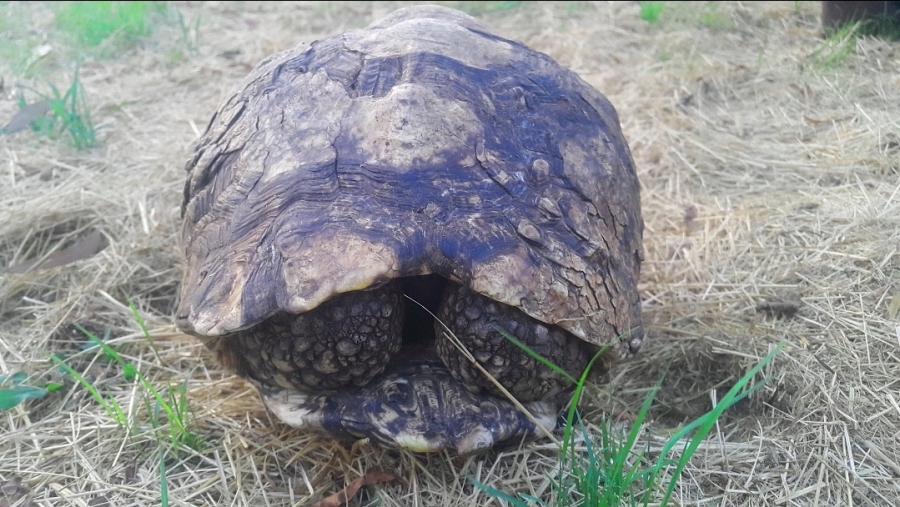 3 Bedroom Property for Sale in Doornrandje Gauteng