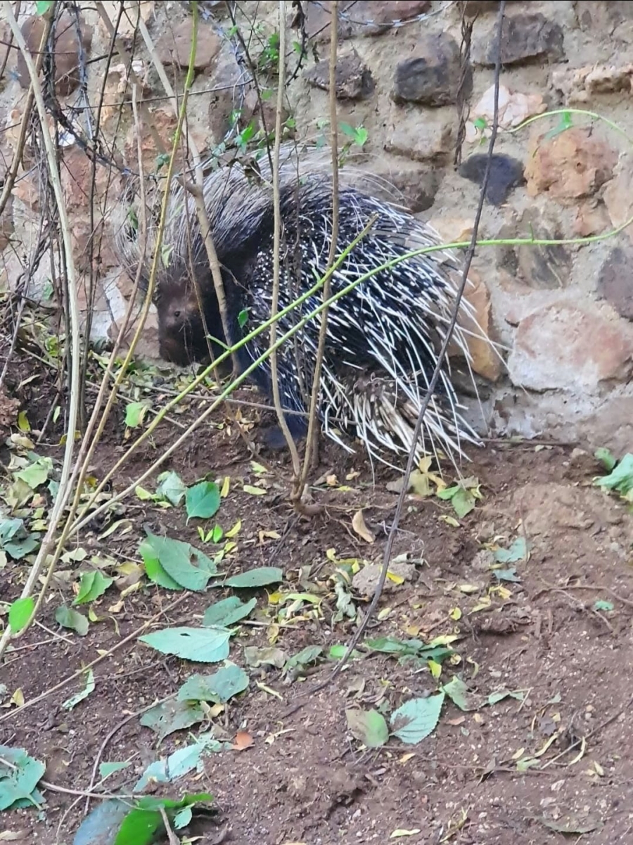 3 Bedroom Property for Sale in Doornrandje Gauteng