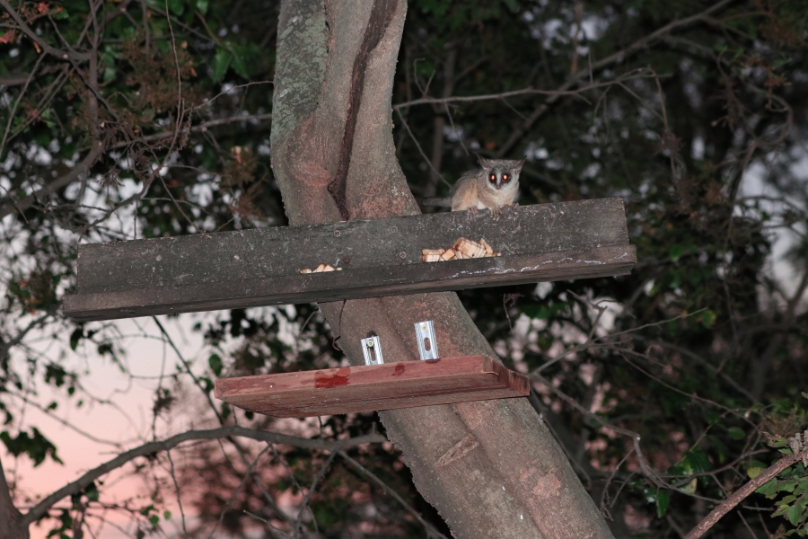 3 Bedroom Property for Sale in Doornrandje Gauteng